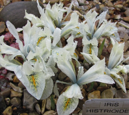 Iris histrioides 'Frank Elder'